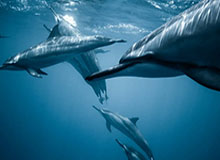 李群分享培训片段:如何通过掩护的变化,培养球员决策能力